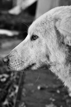 A serene close-up of a gentle pit bull gazing thoughtfully, embodying calm and depth.