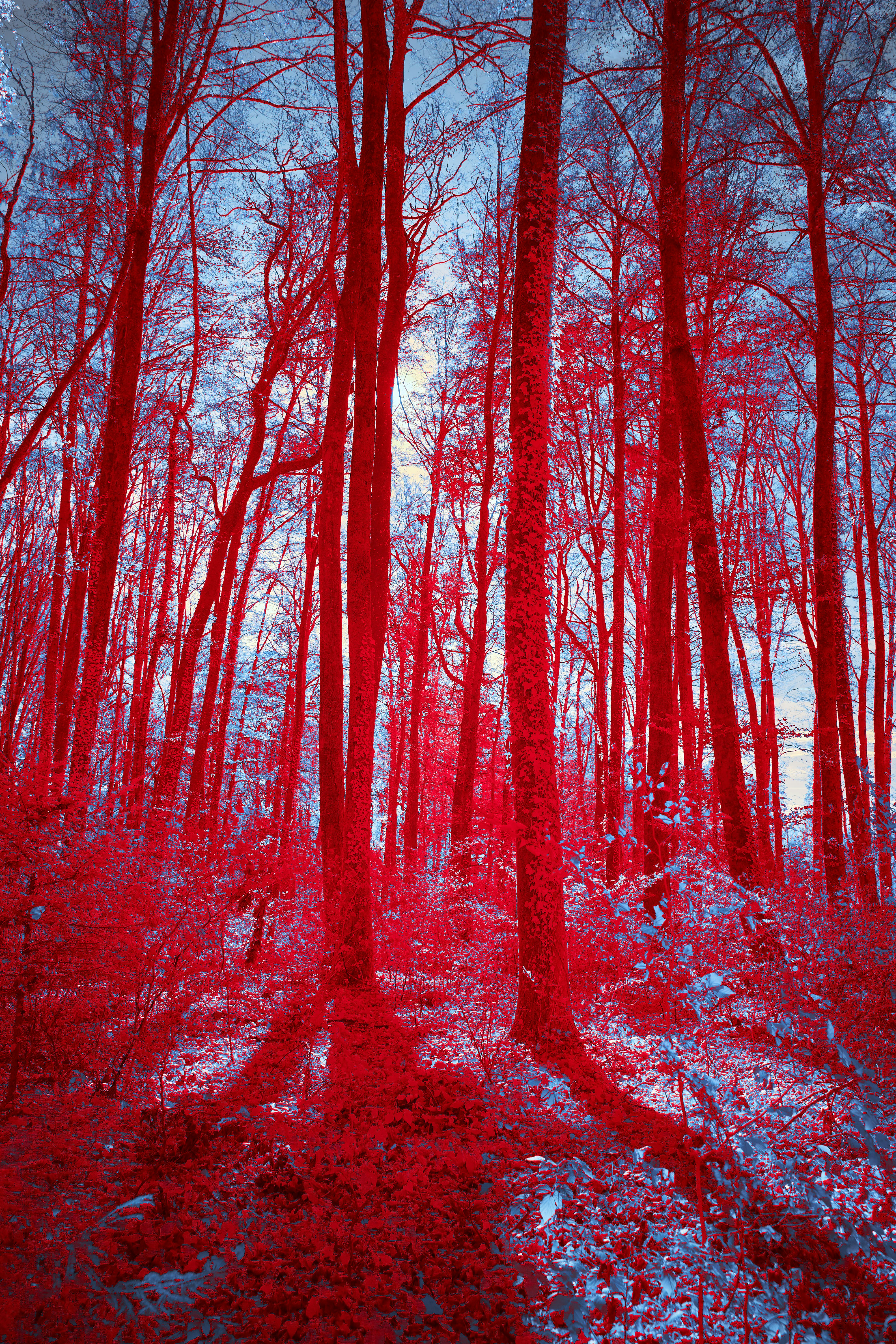 Photo by wolfgang_hasselmann