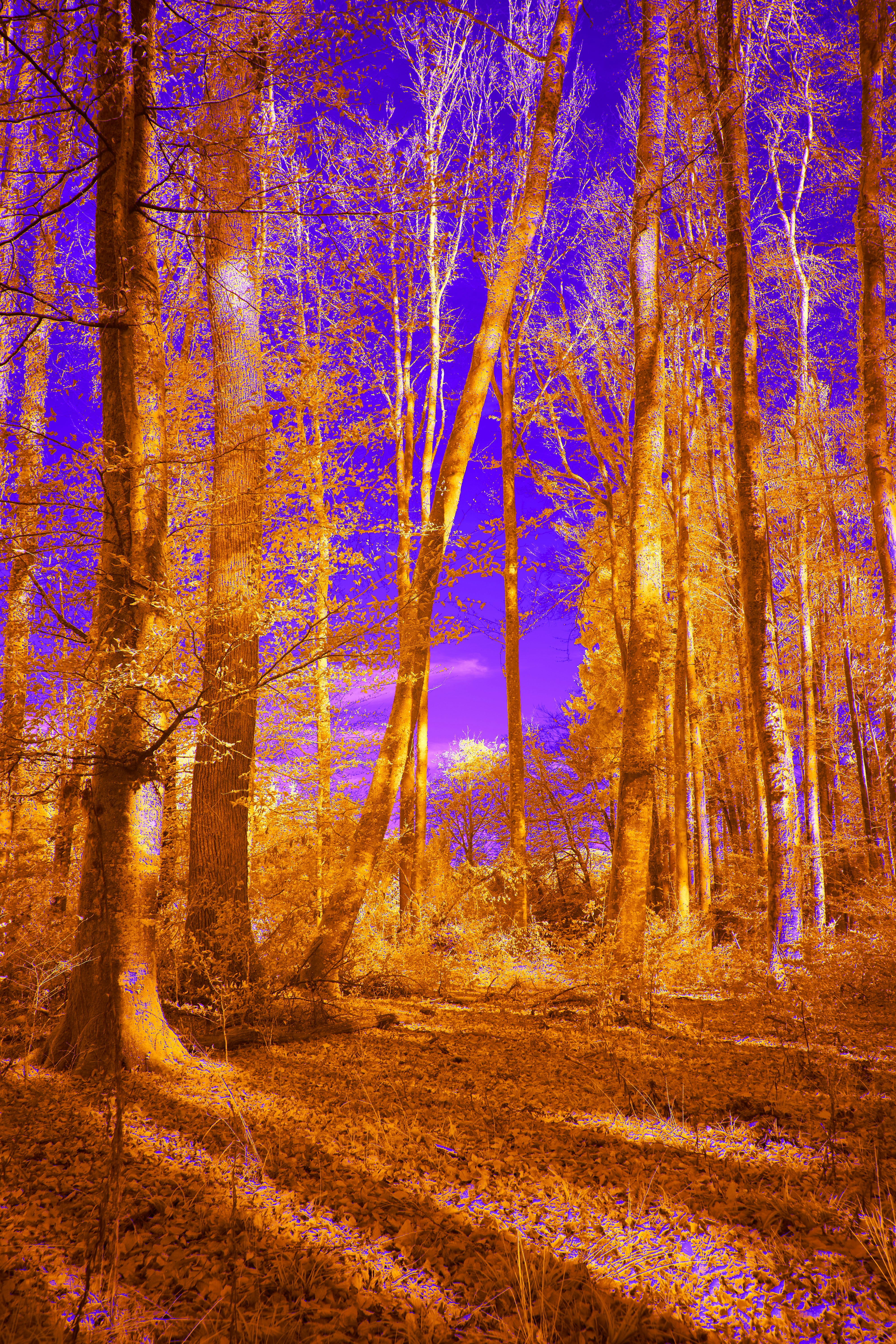 Photo by wolfgang_hasselmann