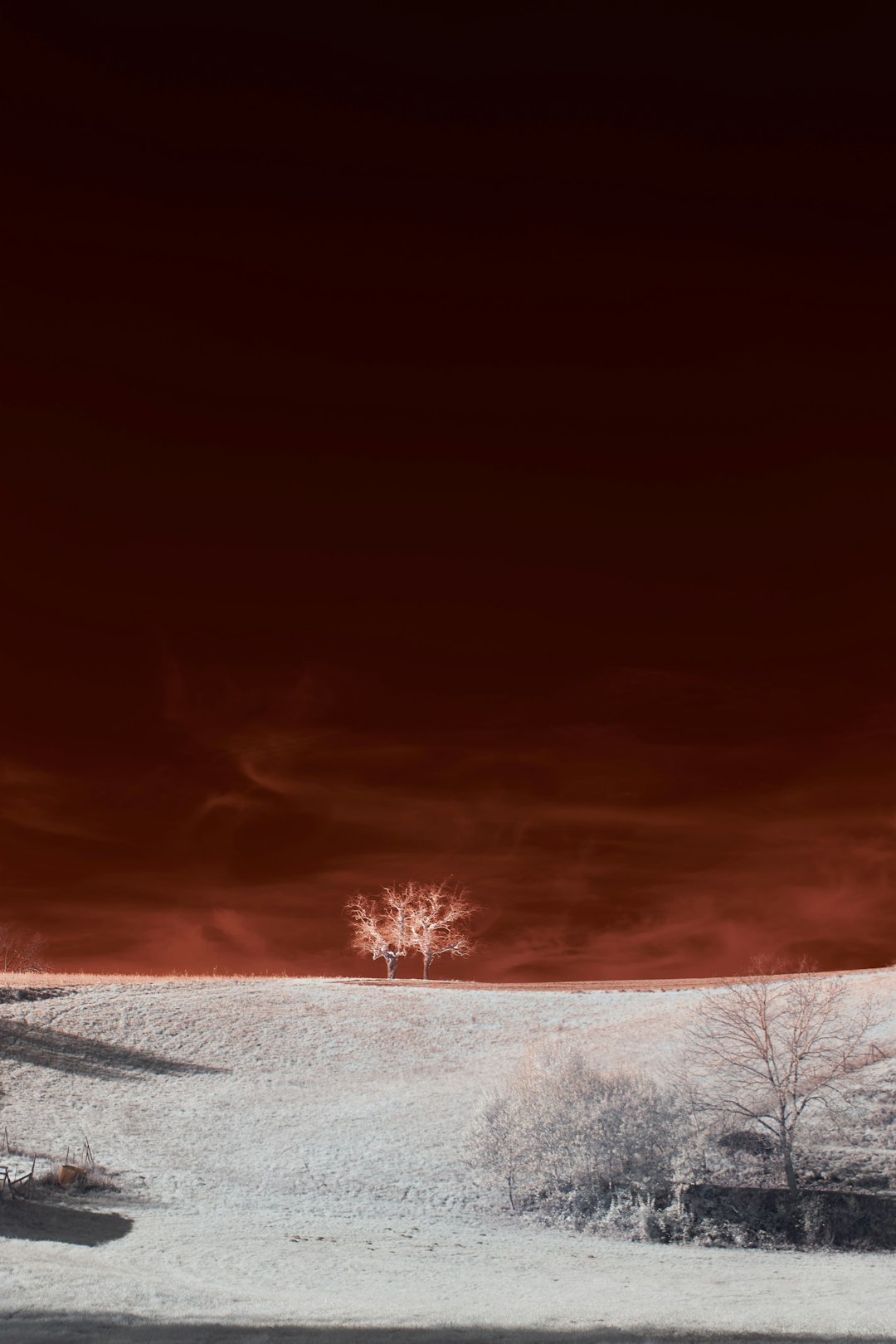 leafless tree on gray field under white sky during daytime