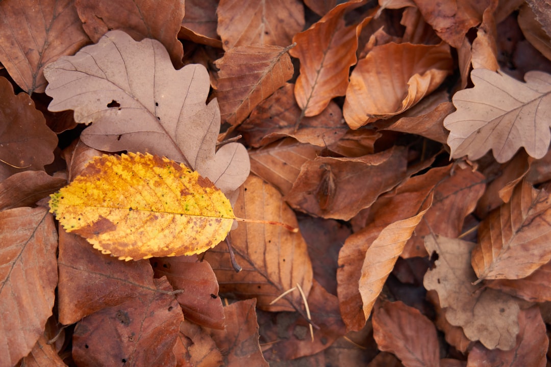 brown dried leaves on ground