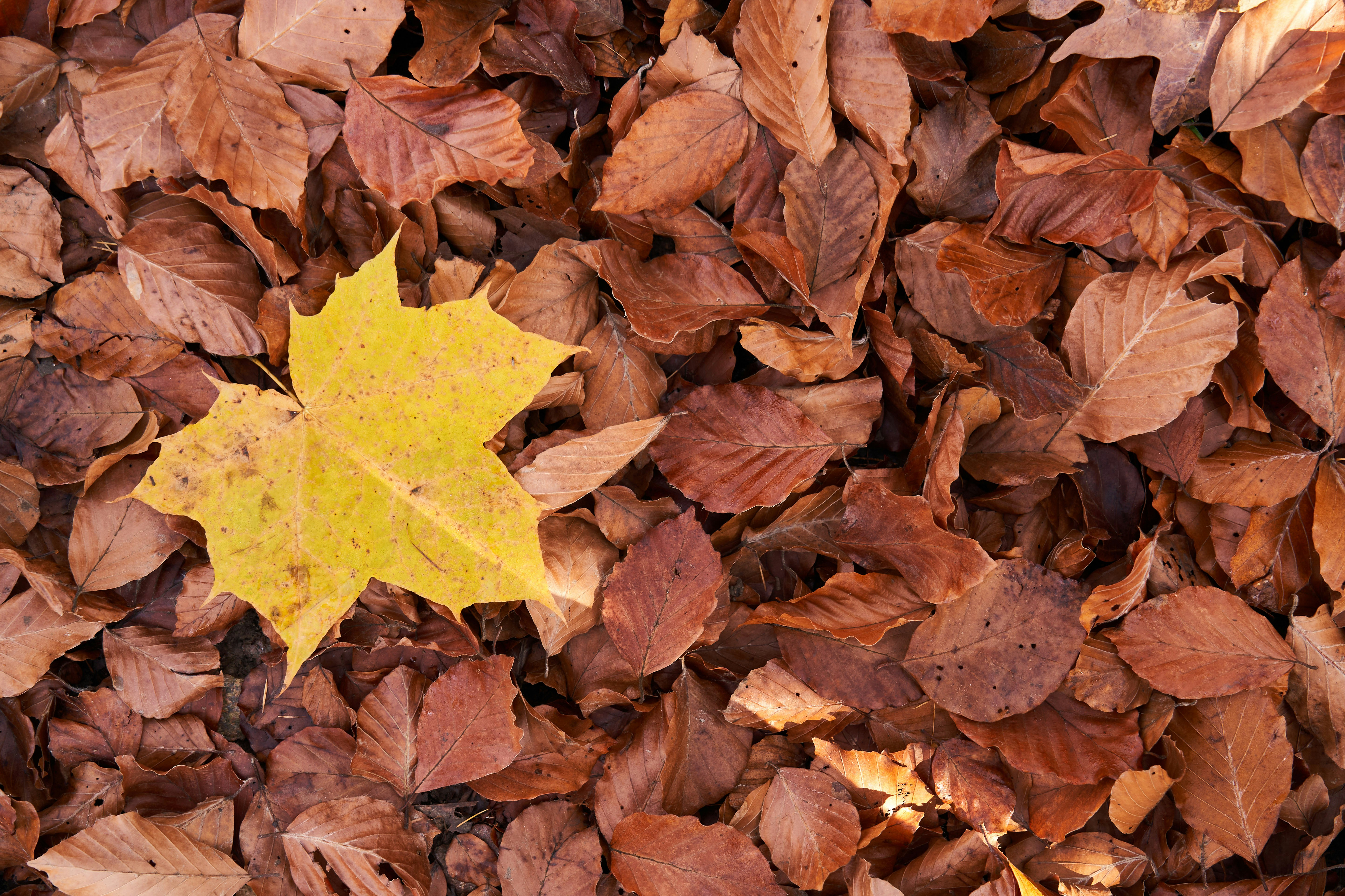 Photo by wolfgang_hasselmann