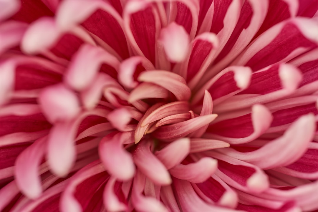 pink and white flower in macro shot