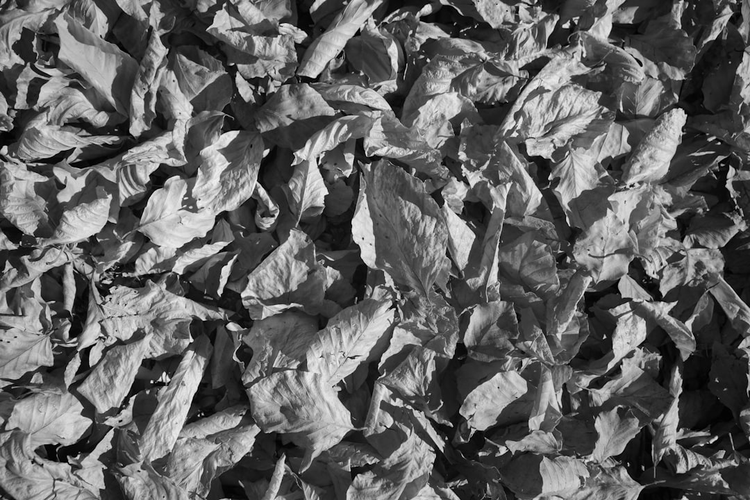 grayscale photo of dried leaves