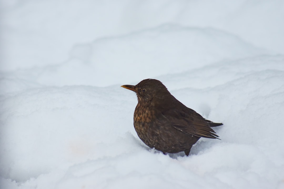 black bird on snow covered ground during daytime
