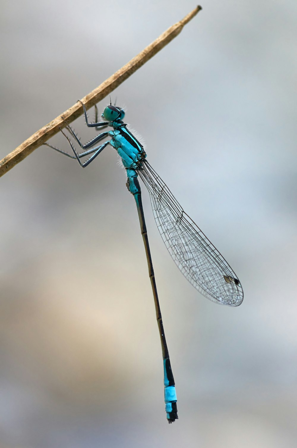 blue damselfly perched on brown stick in close up photography during daytime