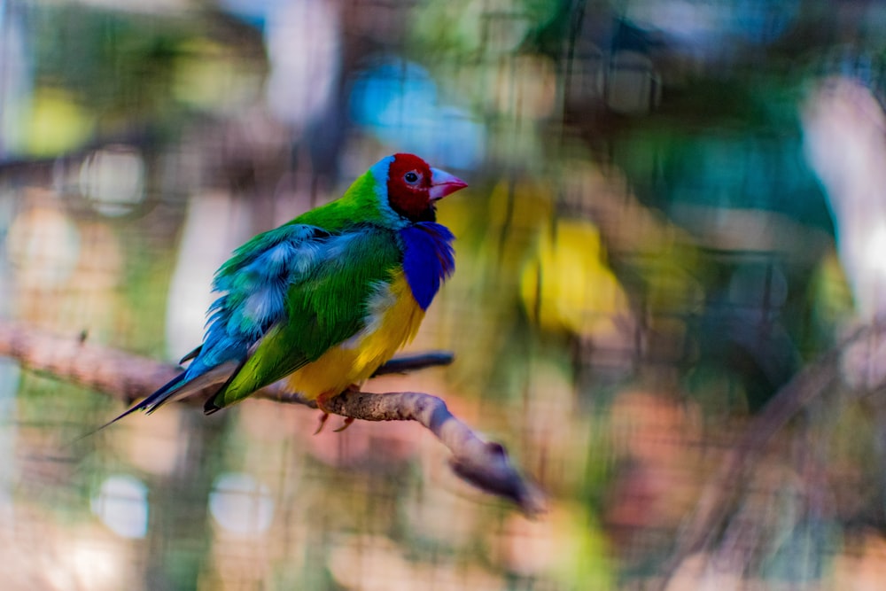 green and yellow bird on brown tree branch