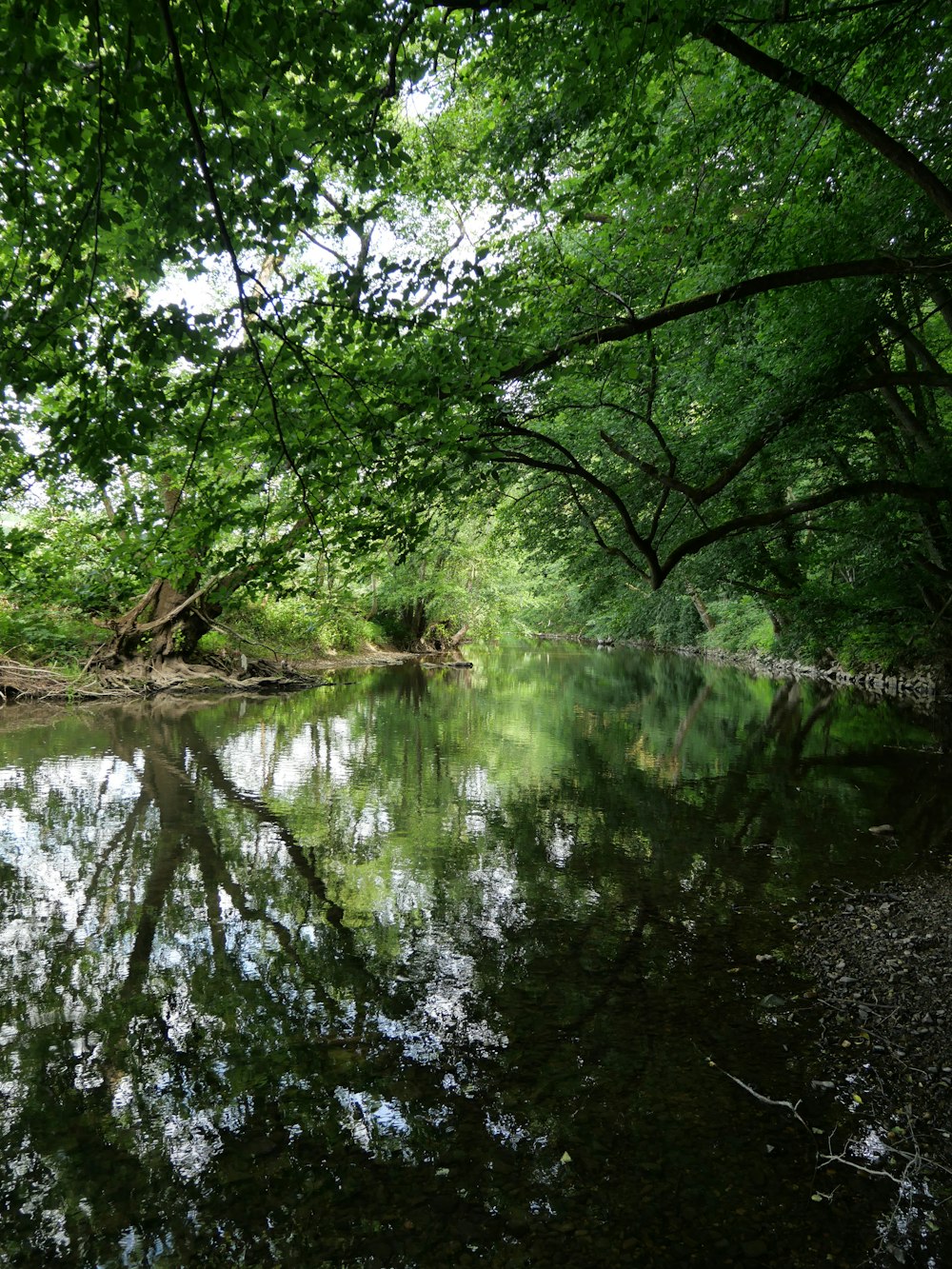 green trees beside river during daytime