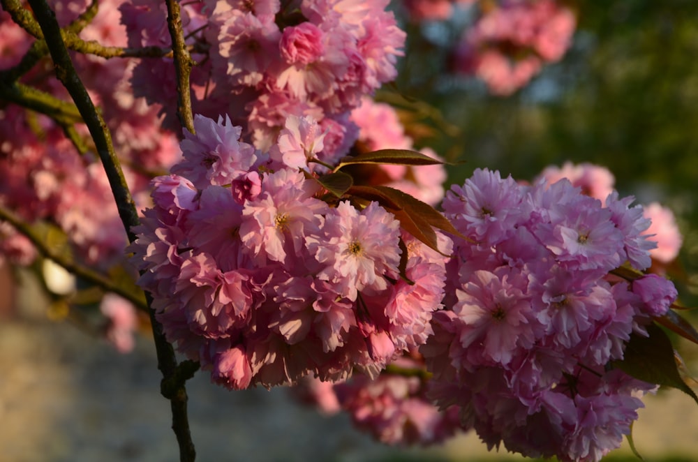 brown butterfly on pink flower