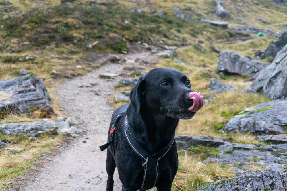 black labrador retriever on brown dirt road during daytime