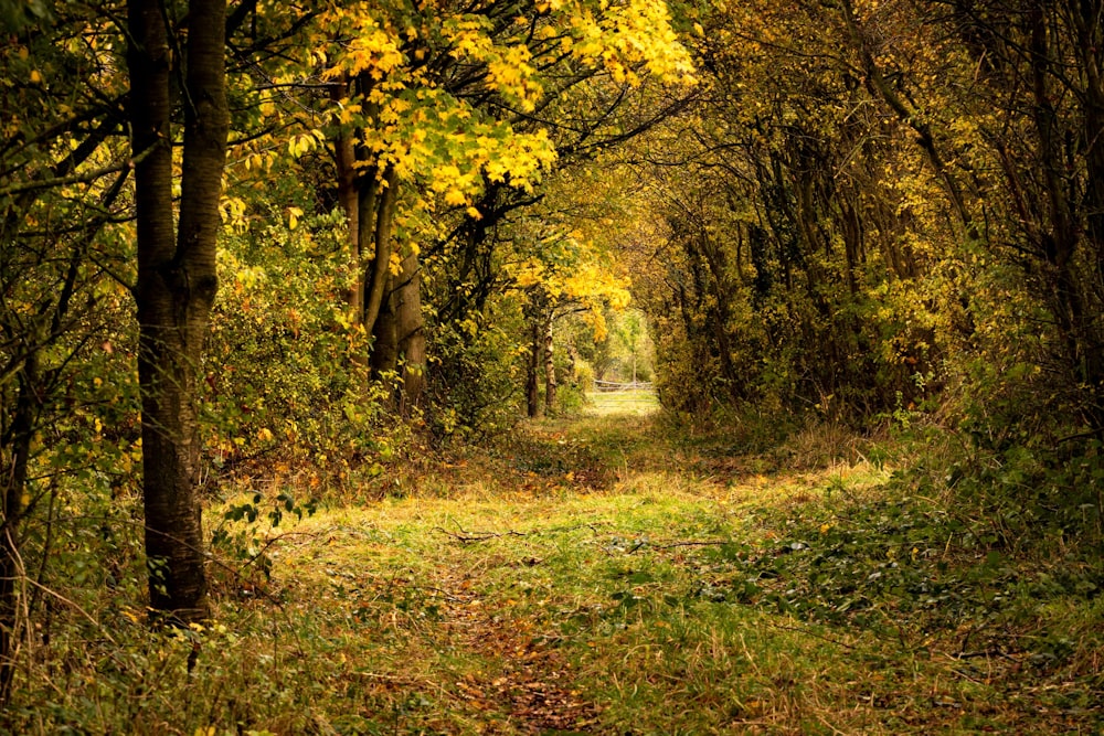 Herbe verte et arbres à feuilles jaunes