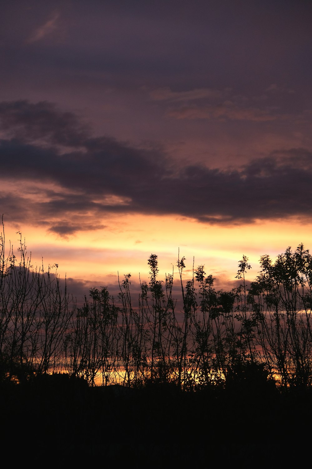 silhueta das árvores durante o pôr do sol