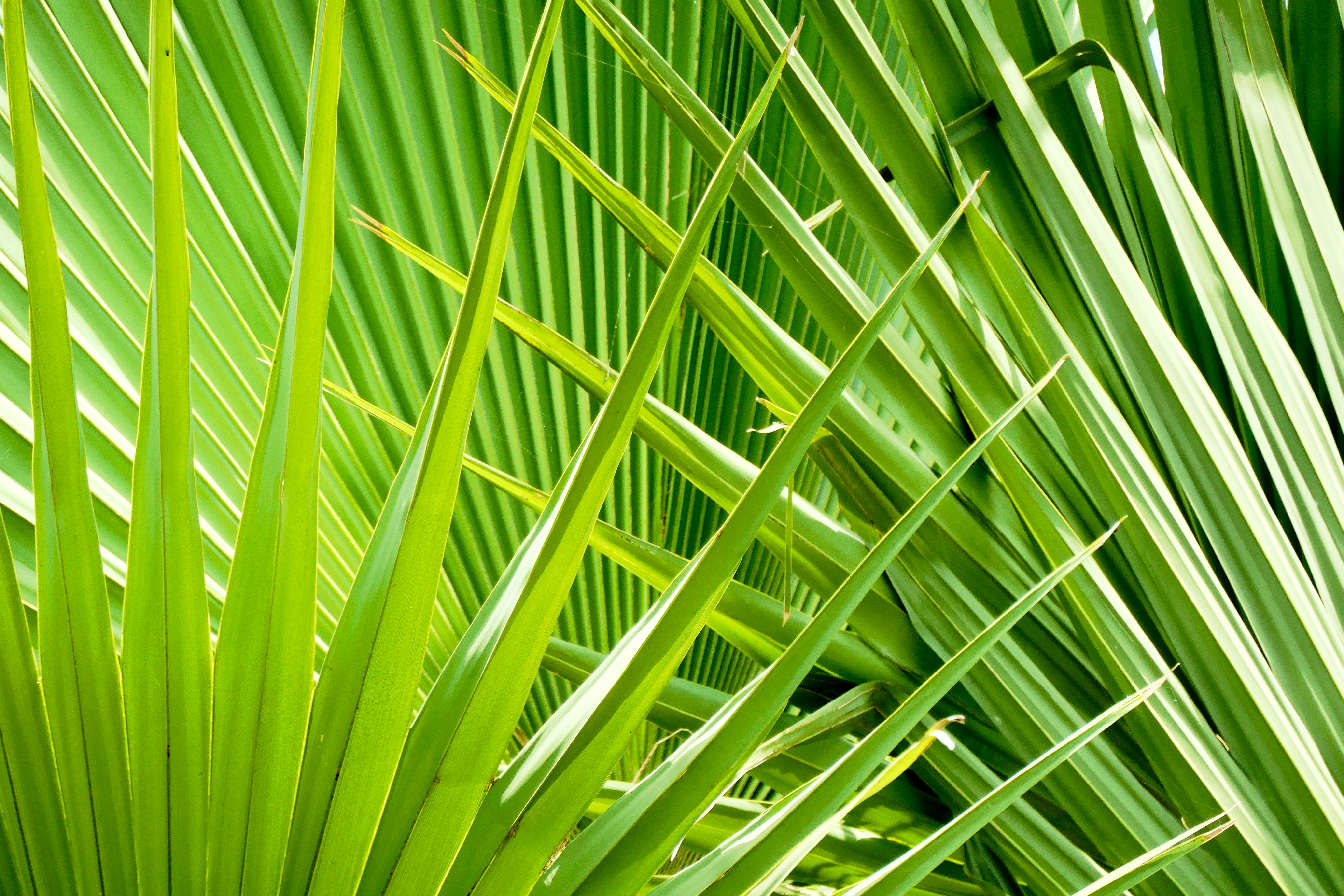 green leaf plant in close up photography