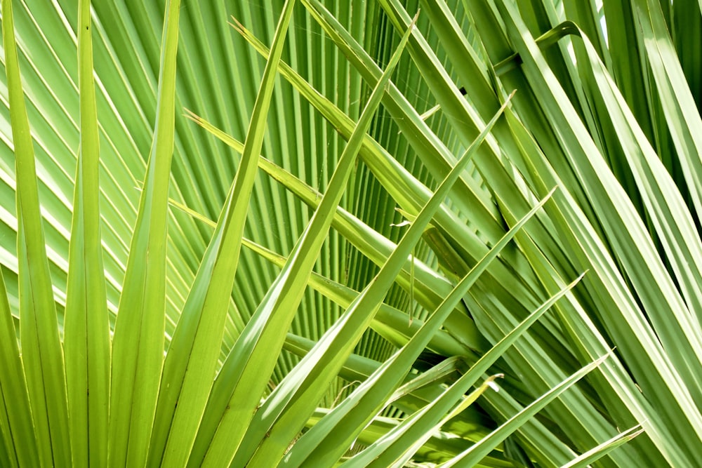 green leaf plant in close up photography