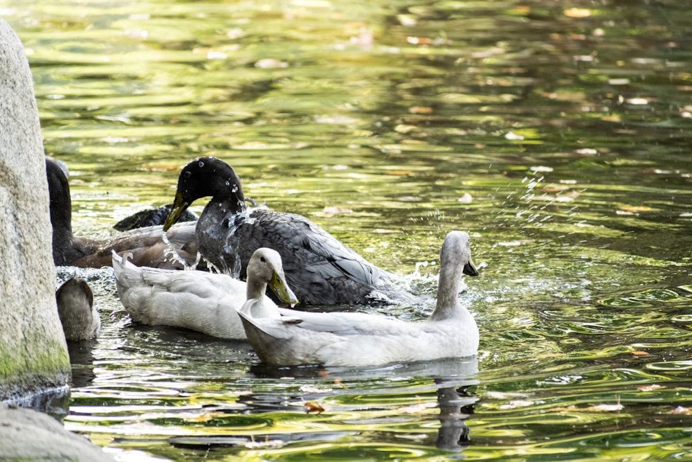 Dos pájaros blancos y negros en el agua durante el día