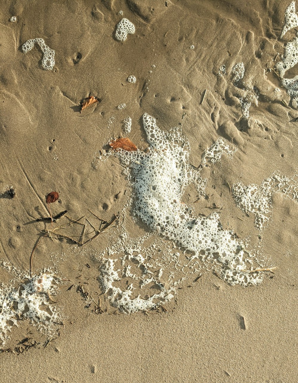 brown and white butterfly on brown sand during daytime