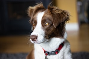 A brown and white dog with attentive eyes stands indoors, wearing a red collar. The background is softly blurred, highlighting the canine's focus and calm expression.