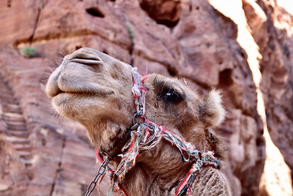 brown camel in close up photography