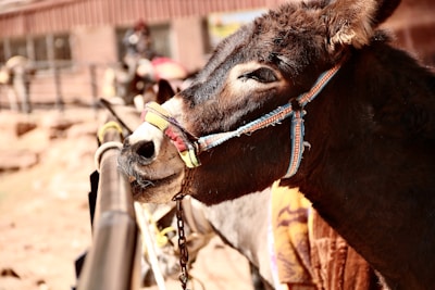 A close-up view of a donkey with a colorful bridle standing near a metal fence. The donkey's fur is dark brown, and the background features a blurred view of a rustic building and another donkey.