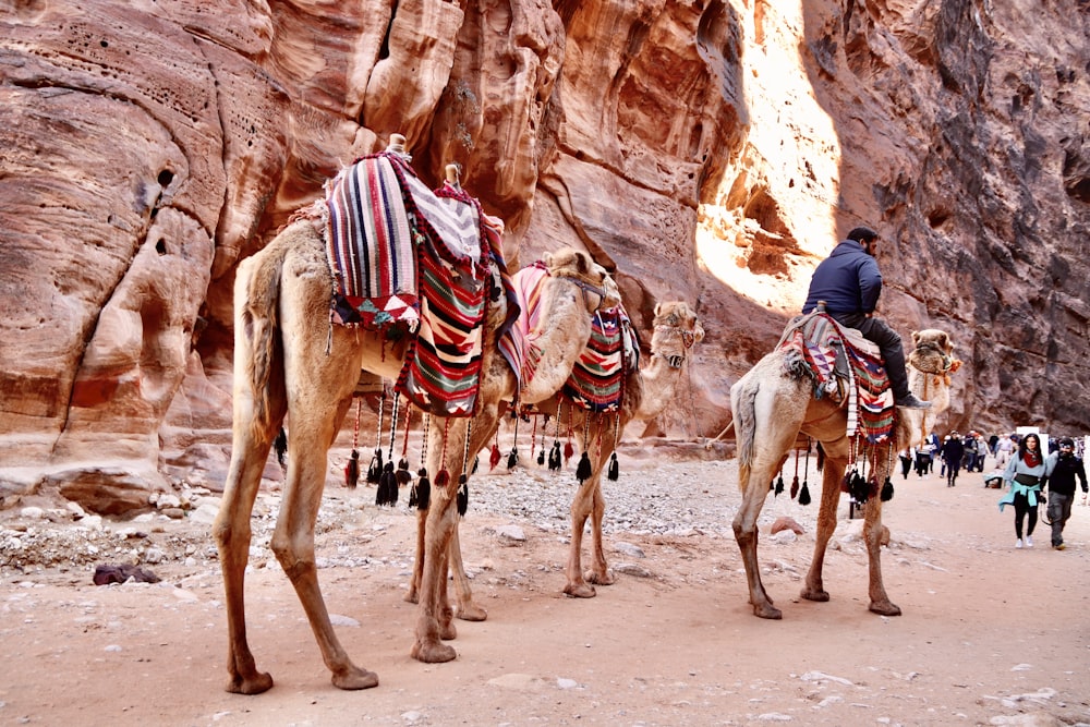 Homme en chemise bleue chevauchant un chameau près de la formation de roche brune pendant la journée