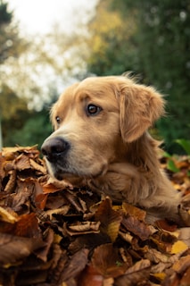 a brown dog laying on top of a pile of leaves