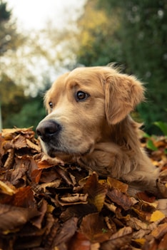 a brown dog laying on top of a pile of leaves