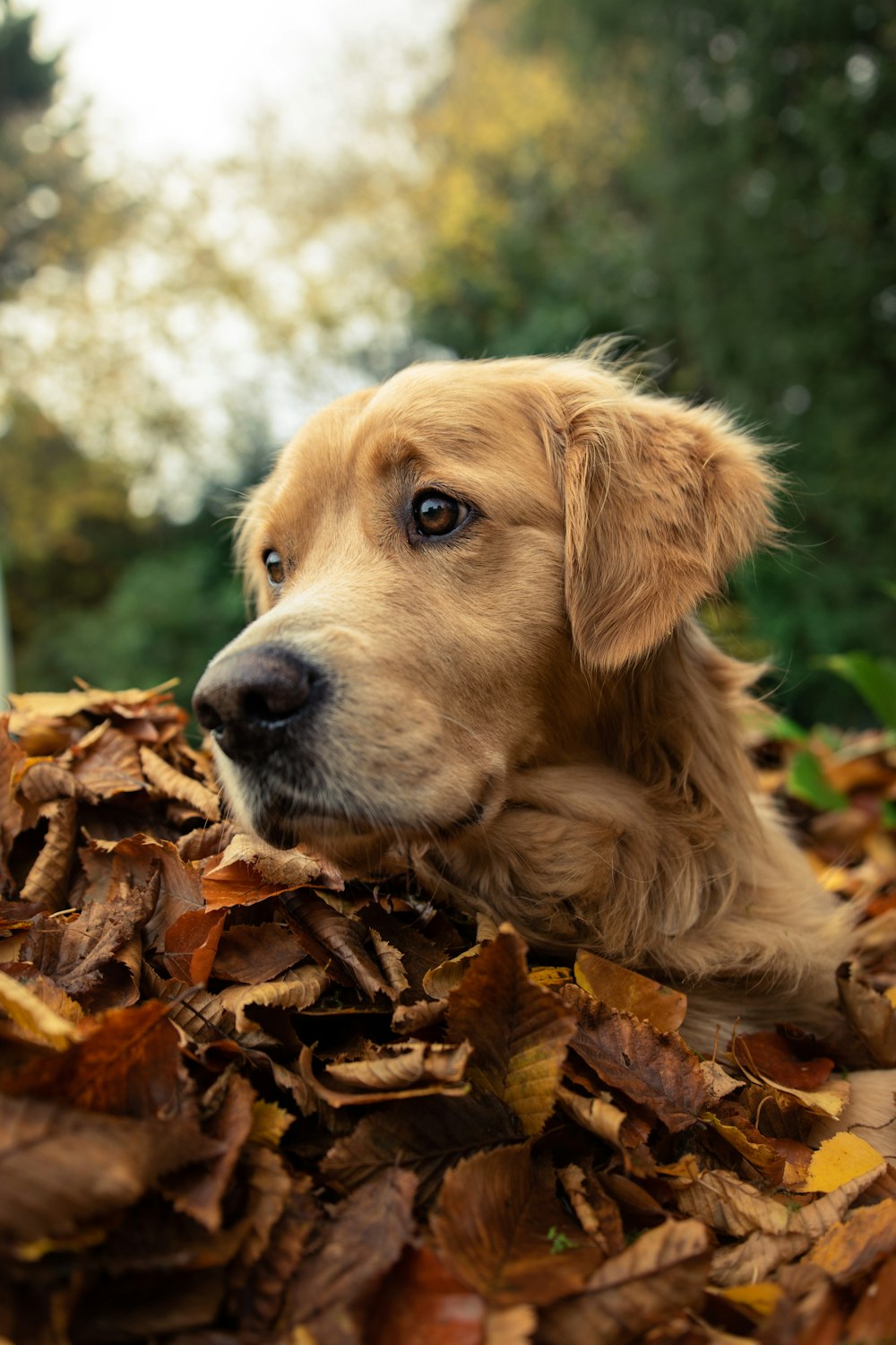 a brown dog laying on top of a pile of leaves