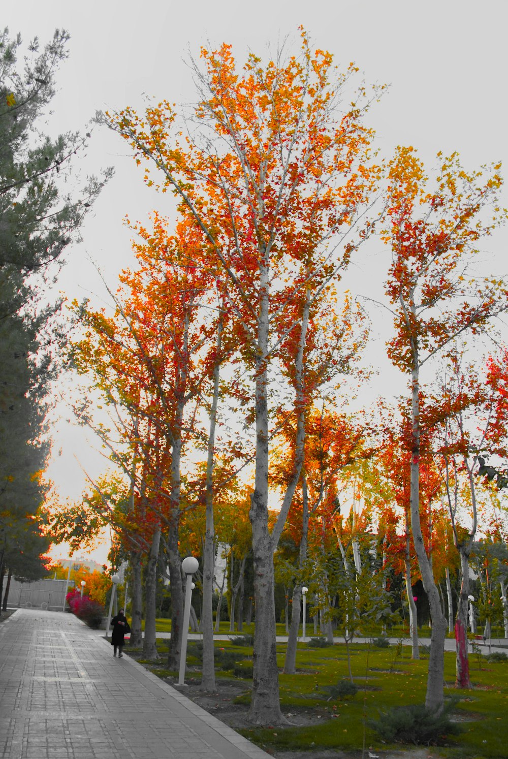 brown trees near road during daytime