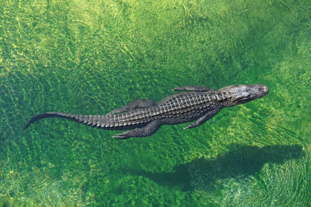 crocodilo no corpo de água