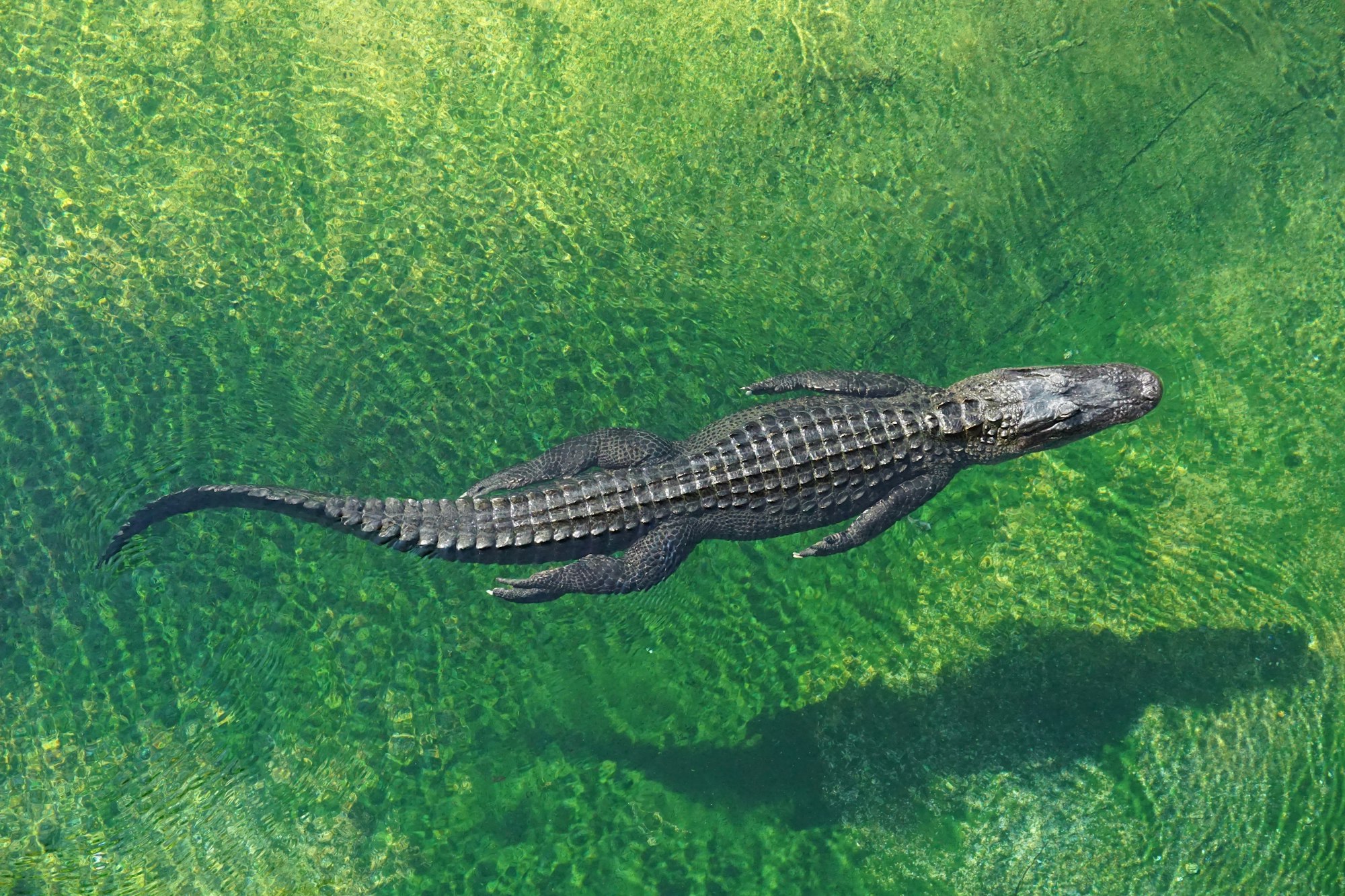Crocodile Escape in China: 75 Reptiles On The Loose