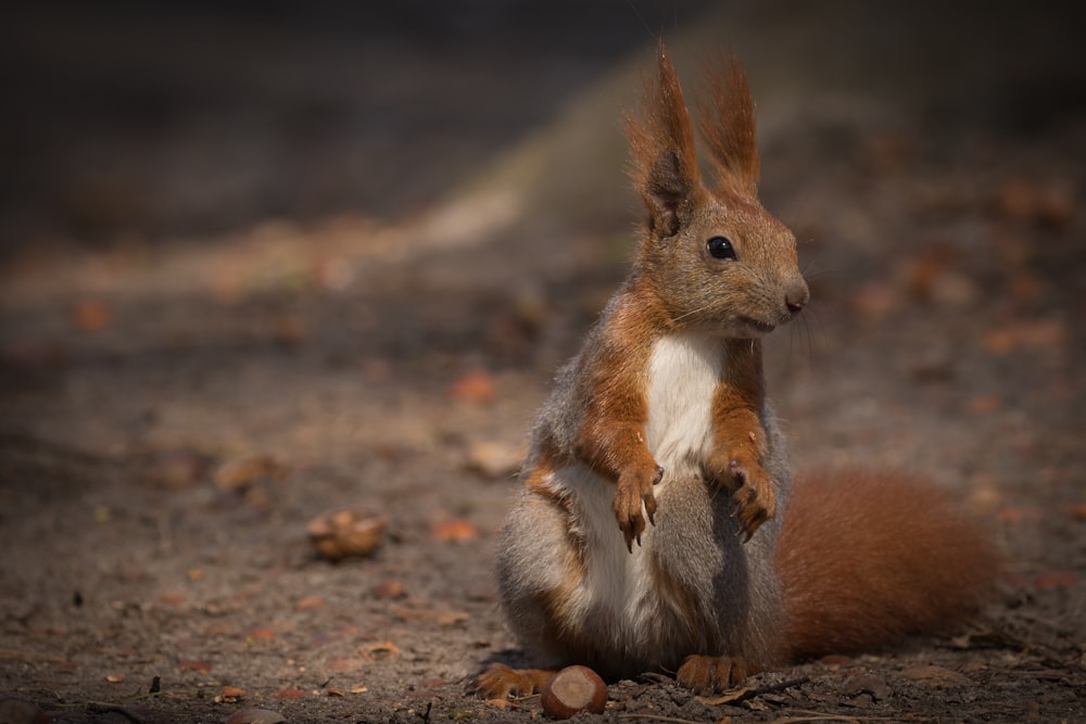 brown squirrel on brown soil