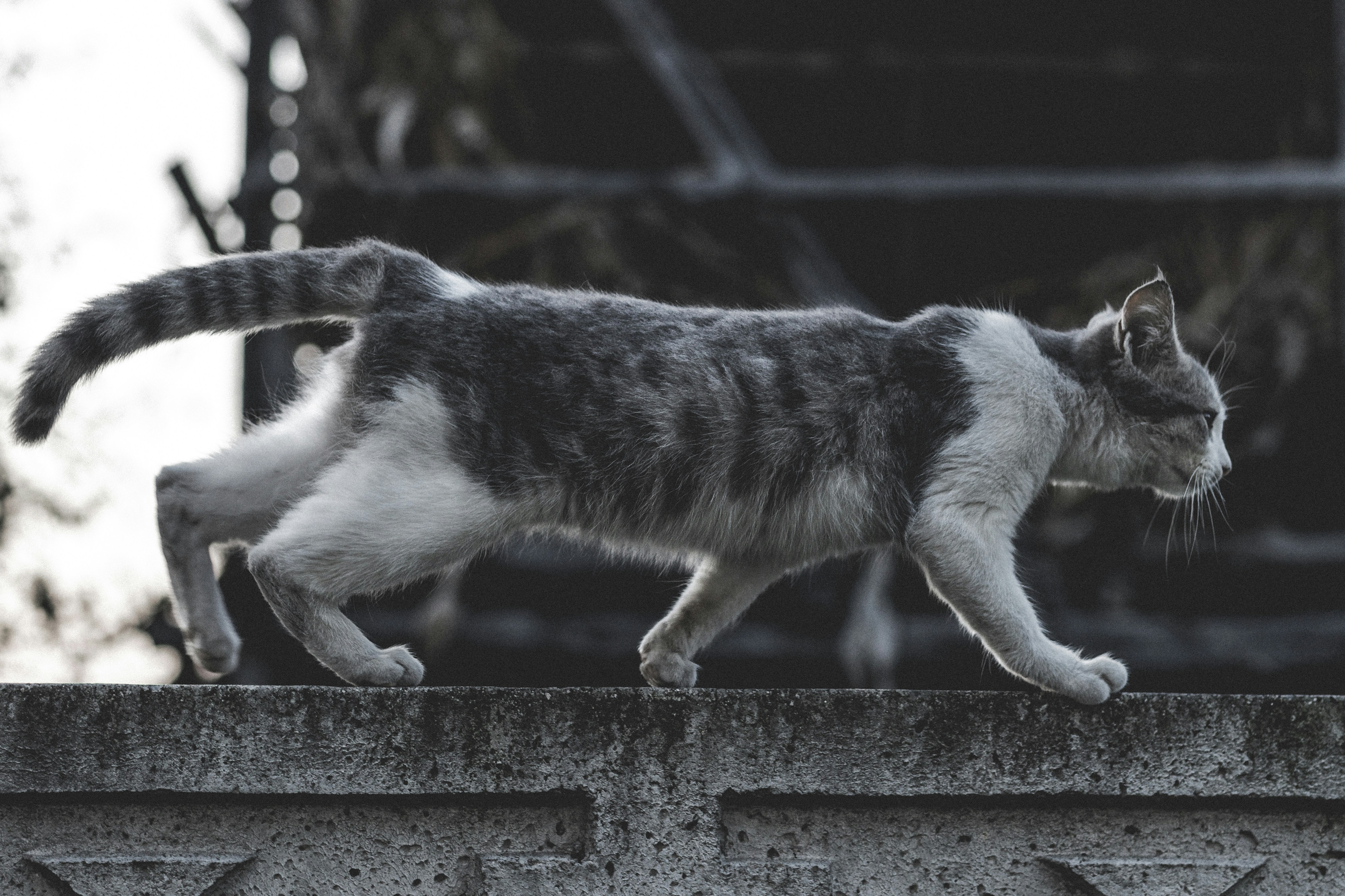 10 Cat Wall Bridges That Promote Daily Physical Activity