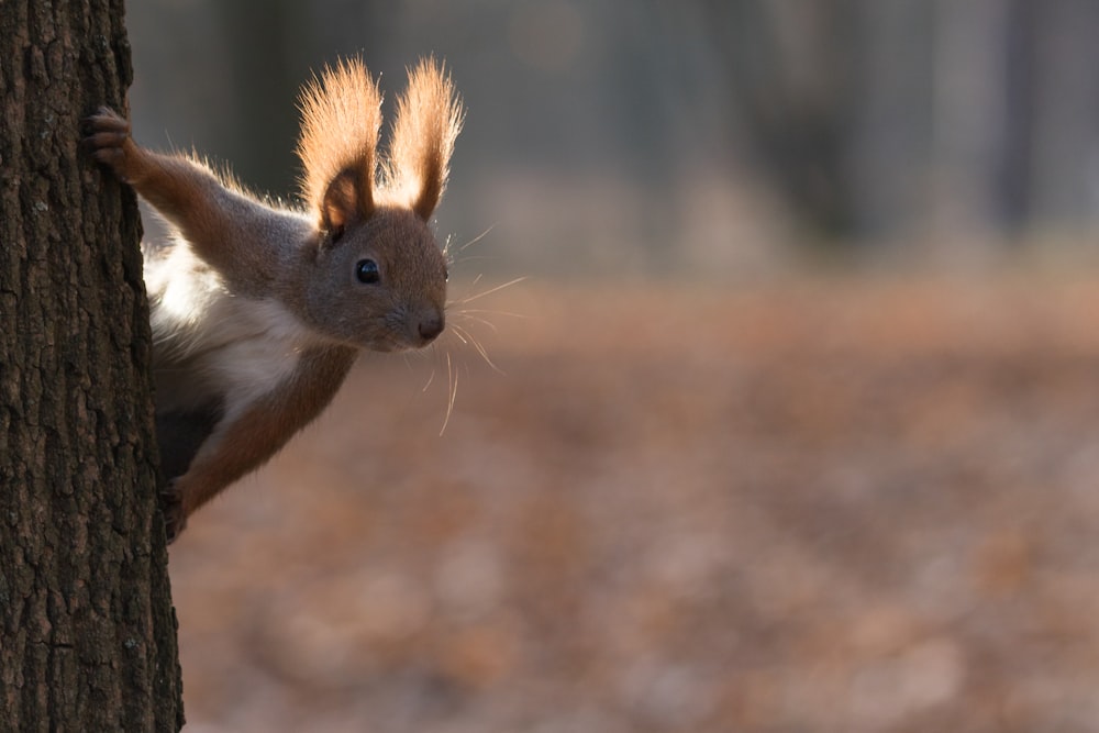 Braunhörnchen auf braunem Boden tagsüber