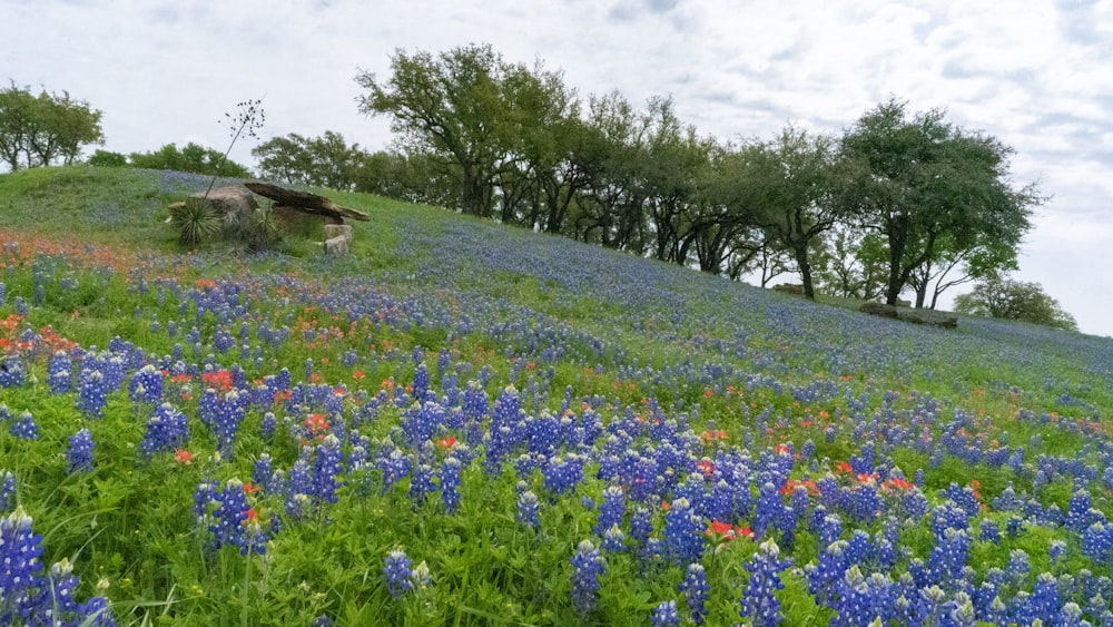 a field full of blue and red flowers