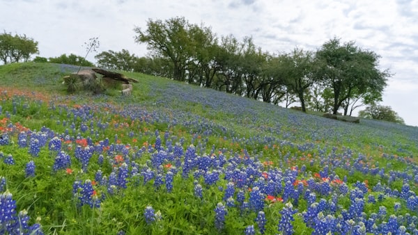 Bob Jones Park in Southlake Texas