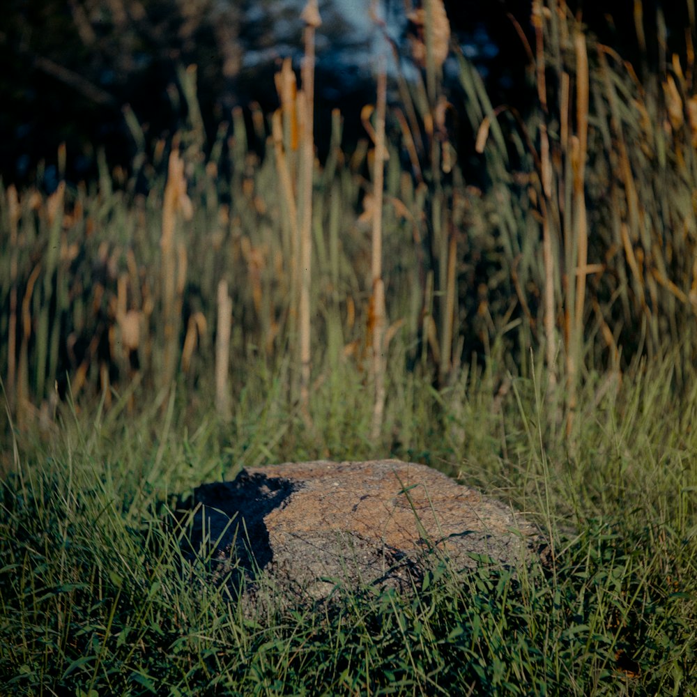 black rock on green grass during daytime