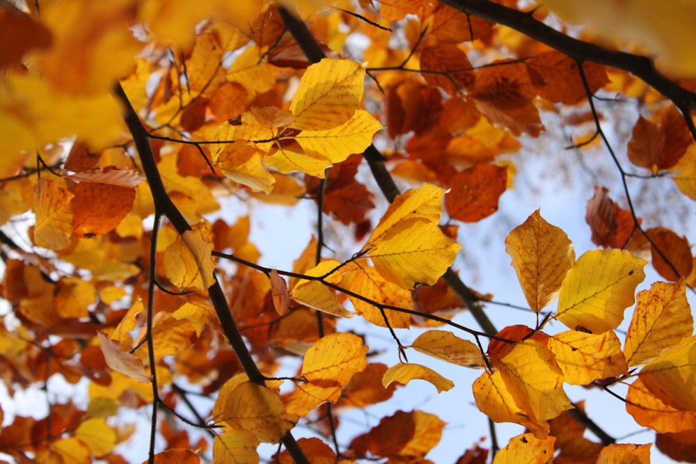 yellow leaves on brown tree branch