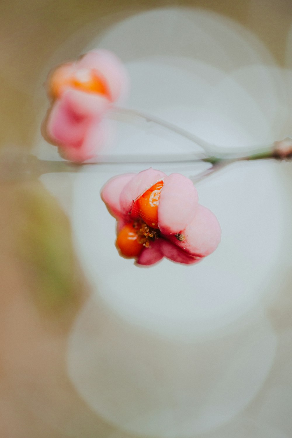 pink and white flower in tilt shift lens