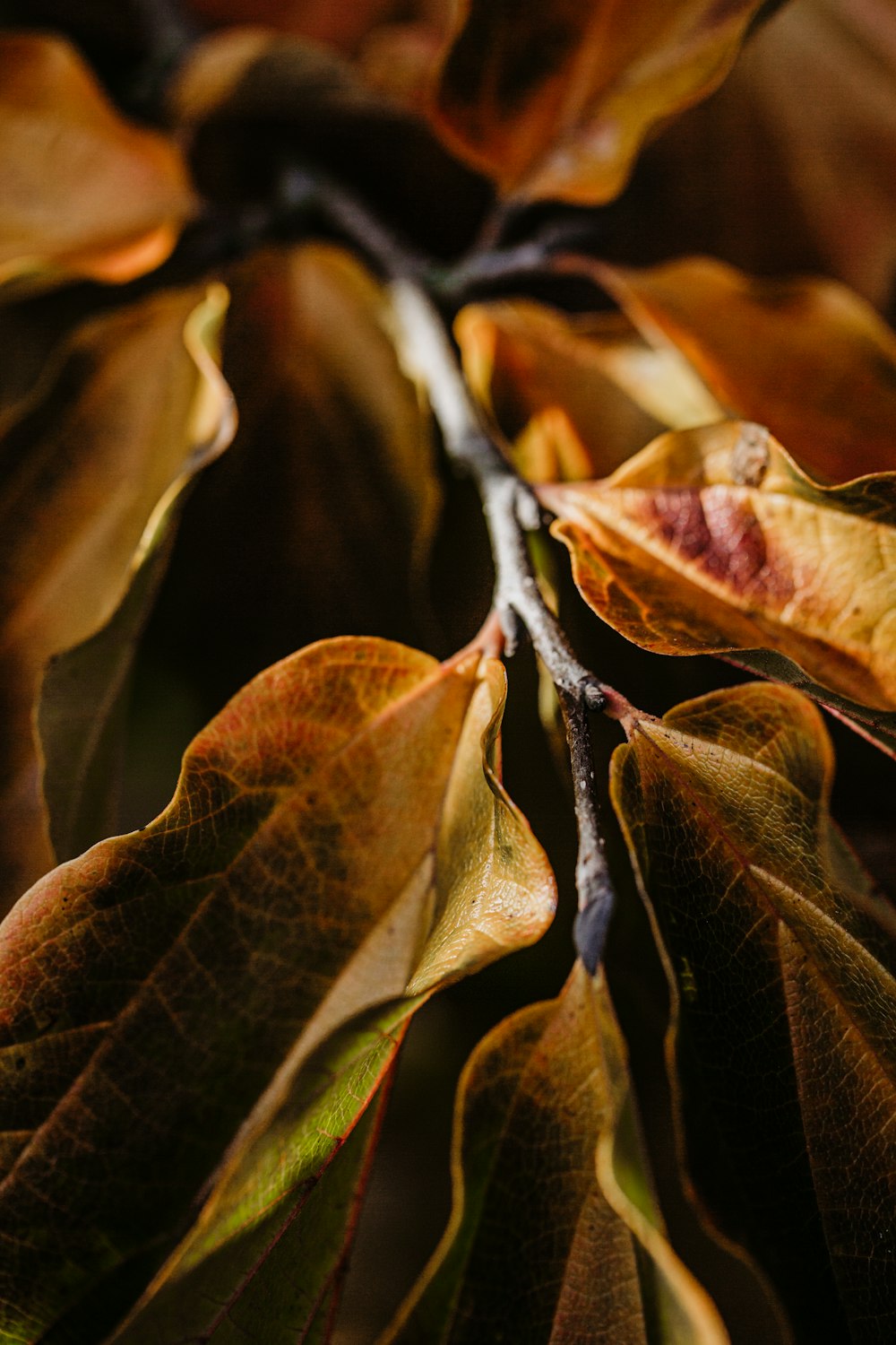 brown and green leaves in tilt shift lens