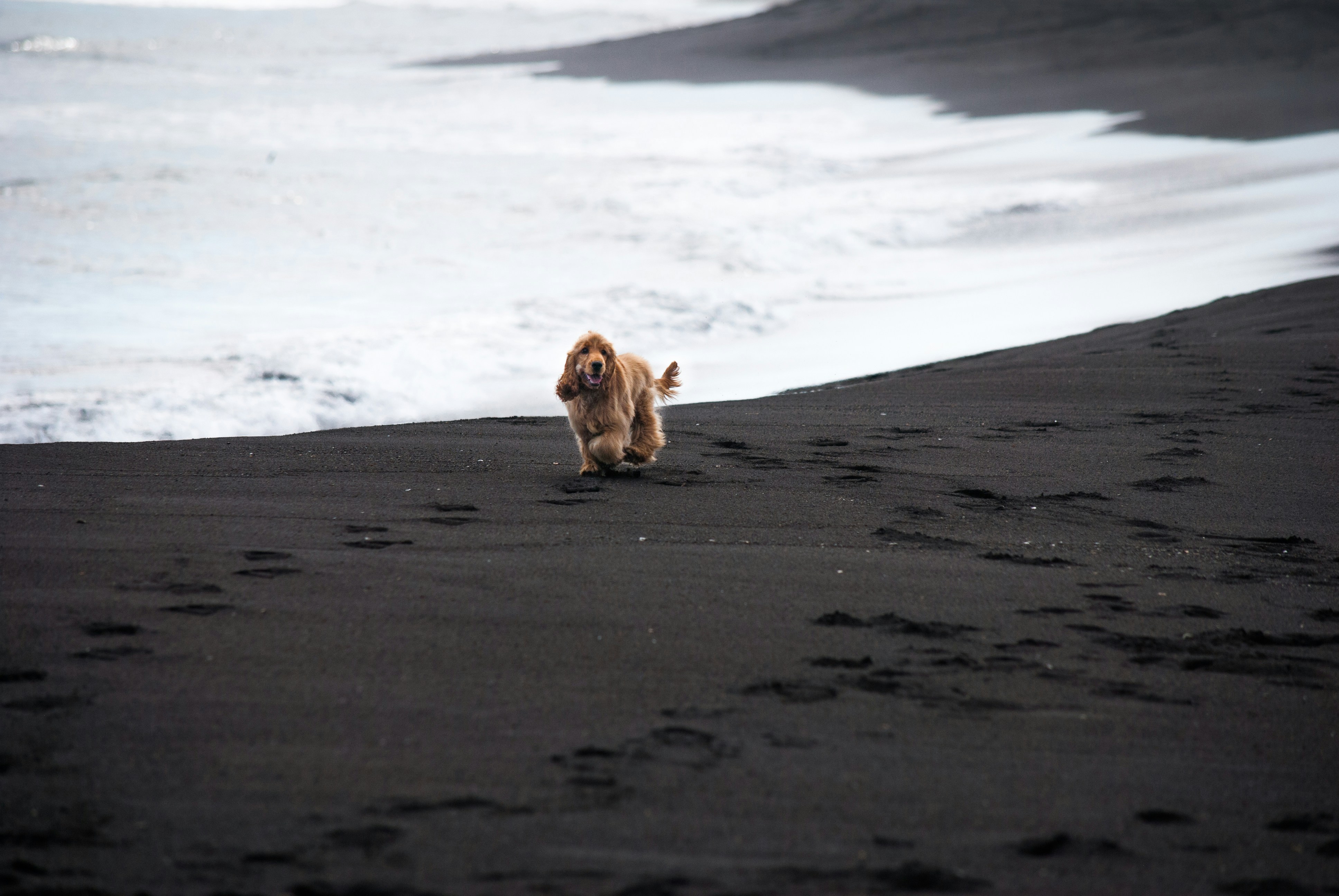 brown-long-coated-dog-on-gray-sand-during-daytime