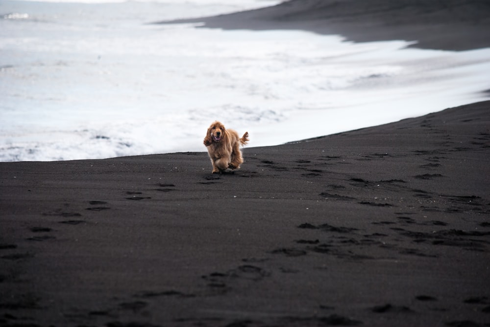 brown long coated dog on gray sand during daytime
