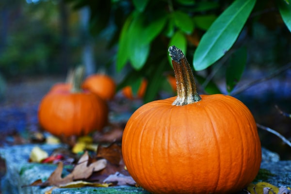 description: a couple of pumpkins against a background of multi-colored leaves on the ground and on plants and trees