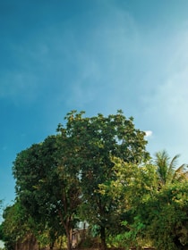 A tranquil outdoor scene with bright green trees and sunlight filtering through leaves, evoking relaxation.