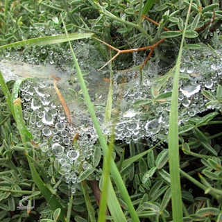 Close-up shot of a dew-covered spider web glistening in morning light.
