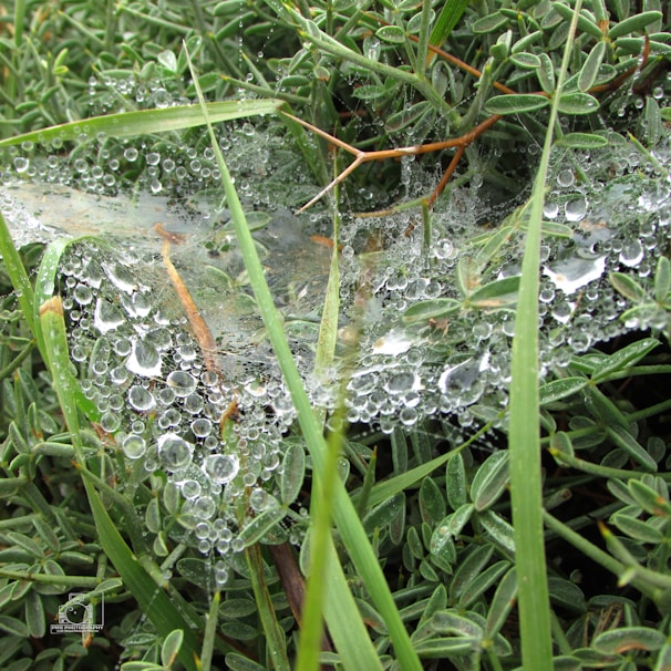 Close-up of a dew-covered spider web sparkling in morning light