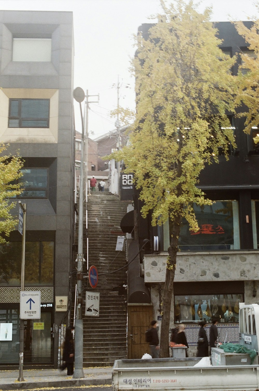 yellow tree near brown concrete building during daytime