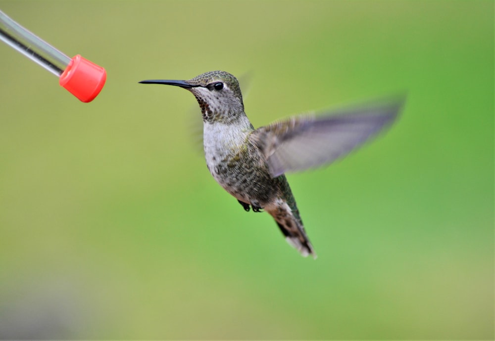 brown and white humming bird flying during daytime