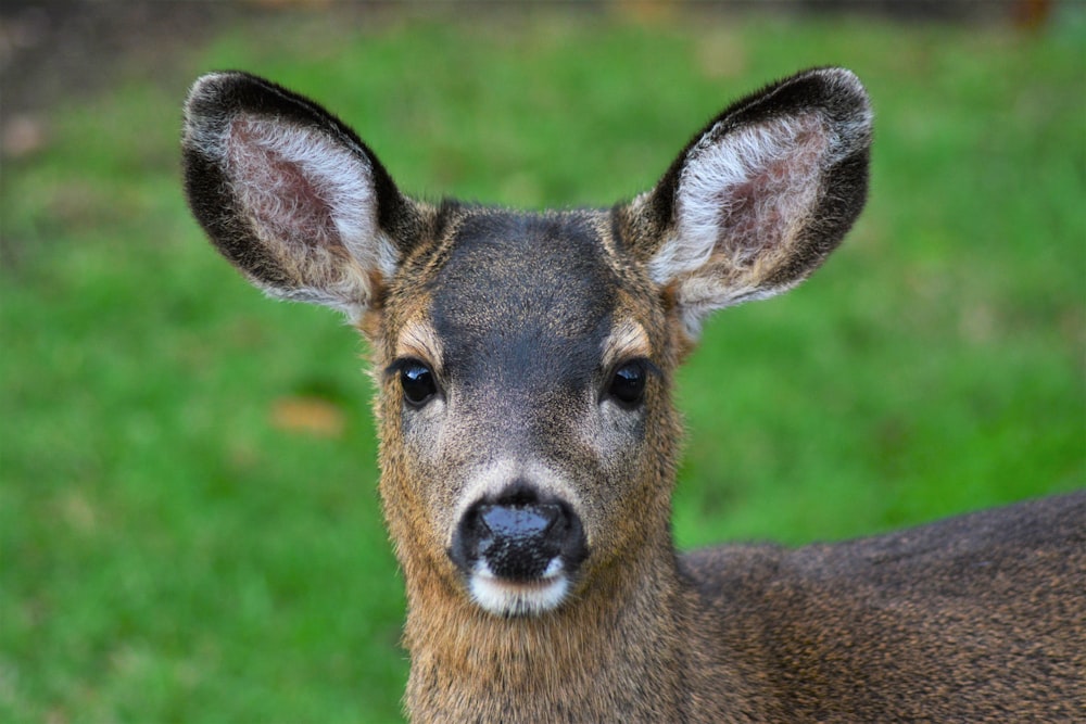 brown deer on green grass during daytime