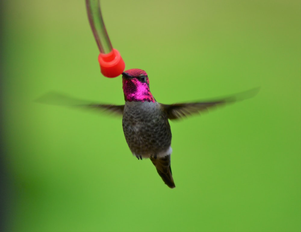 brown and black humming bird