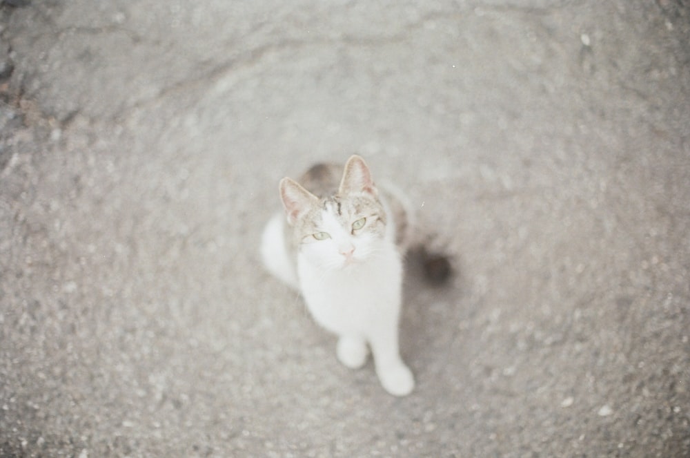 white and brown cat on gray carpet
